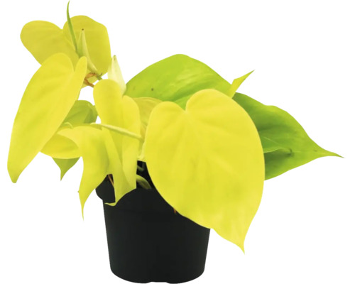 Filodendron popínavý zeleno-žltý FloraSelf Philodendron 'Lime' cca 30 cm kvetináč Ø 12 cm