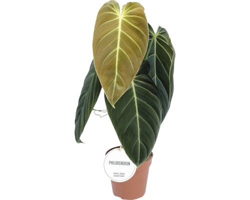 Filodendron čiernozlatý FloraSelf Philodendron melanochrysum výška 60-65 cm kvetináč Ø 12 cm