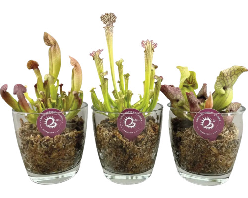 Mäsožravá rastlina špirlica mix FloraSelf Sarracenia sklenený kvetináč Ø 13 cm 1 ks, rôzne druhy