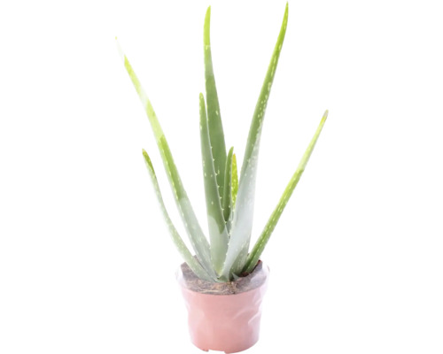 Aloe FloraSelf Aloe vera kvetináč Ø 12 cm