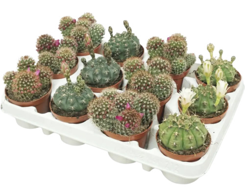 Kaktus s kvetmi FloraSelf Cactus v kvetináči Ø 8,5 cm 1 ks, rôzne druhy