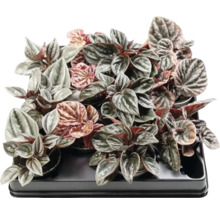 Rastliny Peperomia v podnose