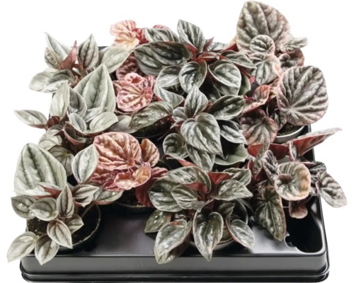 Pieprovec trpasličí mix FloraSelf Peperomia výška cca 12 cm kvetináč Ø 6 cm 1 ks, rôzne druhy