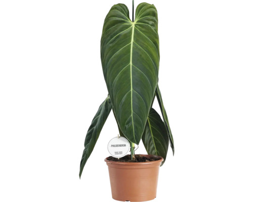 Filodendron čiernozlatý FloraSelf Philodendron melanochrysum výška 60-65 cm kvetináč Ø 21 cm