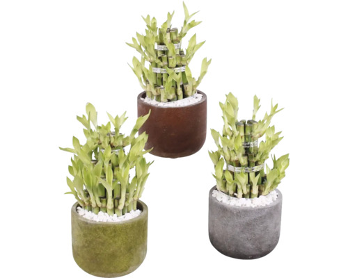 Dračinec pruhovaný FloraSelf Lucky Bamboo kvetináč Ø 11 cm Liam 1 ks, rôzne druhy Tri rastliny šťastného bambusu v kvetináčoch