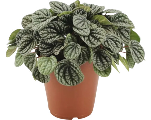 Peperomia Rozmanitá izbová rastlina v kvetináči