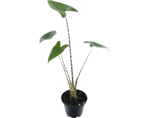 Zebra Maranta v kvetináči