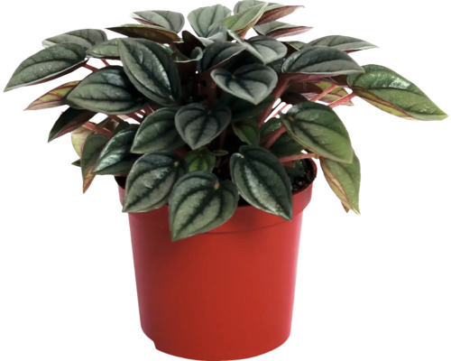 Pieprovec trpasličí FloraSelf Peperomia 'Napoli Nights' V cca 15 cm Ø kvetináča 10,5 cm