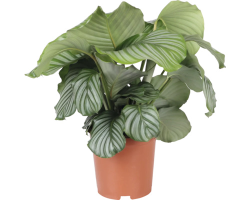 Calathea izbová rastlina v kvetináči