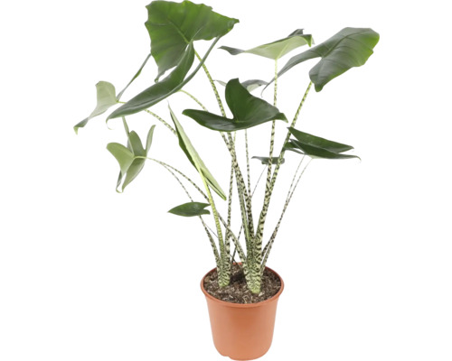 Izbová rastlina Alocasia v kvetináči