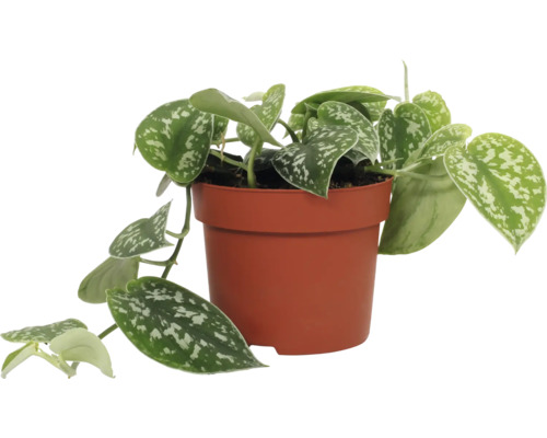 Šplhavnica, šplhavník FloraSelf Scindapsus pictus 15-20 cm kvetináč Ø 12 cm 1 ks Šplhavnica striebristá rastlina v kvetináči