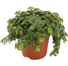 Peperomia rotundifolia v kvetináči