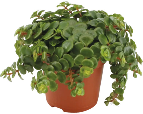 Peperomia rotundifolia v kvetináči