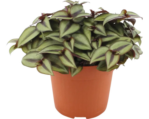 Tradeskancia zebra v kvetináči