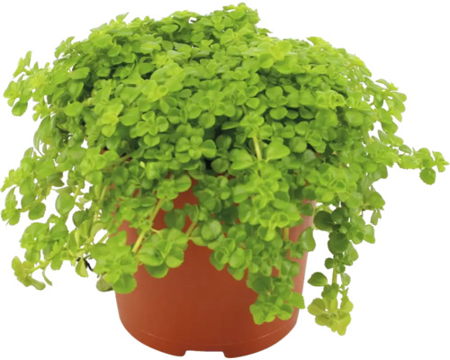 Plectranthus v kvetináči