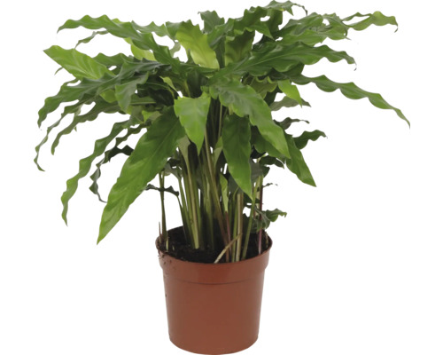 Kalatea FloraSelf Calathea rufibarba 'Blue Grass' výška 34-45 cm kvetináč Ø 12 cm 1 ks