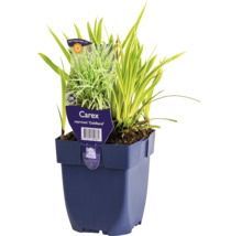Okrasná tráva Carex morrowii Goldband v kvetináči