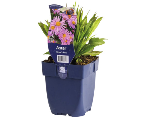 Astra krovinatá FloraSelf Aster dumosus 'Woods Pink' kvetináč 0,5 l