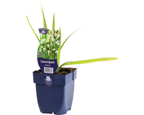 Bleduľa letná FloraSelf Leucojum aestivum kvetináč 0,5 l