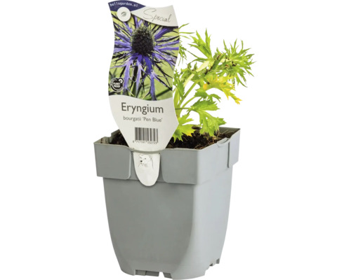 Pyrenejský kotúč plocholistý FloraSelf Eryngium bourgatii 'Pen Blue' kvetináč 0,5 l