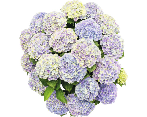 Detail kvetov hortenzie