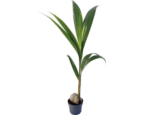 Kokosovník orechoplodný FloraSelf Cocos nucifera cca 100 cm v kvetináči Ø 19 cm 35 rokov FloraSelf jubilejná edícia