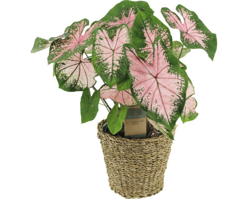Kaládium, Caladium bicolor v košíku FloraSelf kvetináč Ø 21 cm 1 ks, rôzne druhy Kaládium v prútenom kvetináči