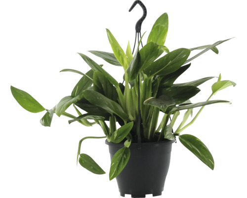 Filodendron Cobra v závesnom kvetináči FloraSelf výška cca 50 cm kvetináč Ø 17 cm Závesná rastlina so zelenými listami v kvetináči