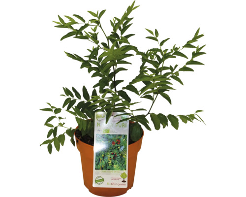 Nanking čerešňa ker v kvetináči