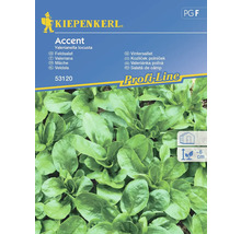 Balenie semien šalátu polníčka Kiepenkerl Accent