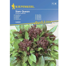 Bazalka Siam Queen Kiepenkerl