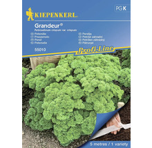 Petržlen Grandeur® (Darki) Kiepenkerl výsevný pás