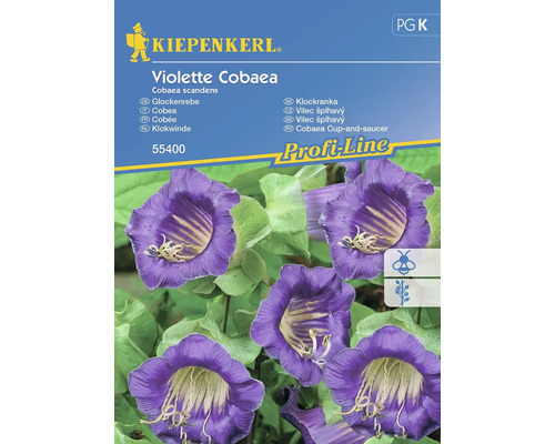 Kobéa šplhavá Violette Cobaea Kiepenkerl