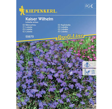 Lobelka modrá Kaiser Wilhelm Kiepenkerl