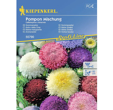 Astra čínska Pompon mix Kiepenkerl