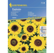 Slnečnica Pradomio Kiepenkerl