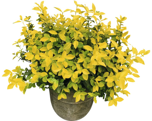 Bršlen Fortuneov žiarivo žltý FloraSelf Euonymus fortunei GOLDMINE ® 20-25 cm kvetináč 2 l