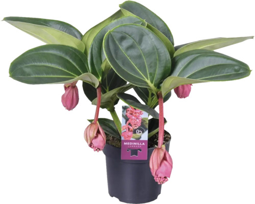 Medinila pyšná FloraSelf Medinilla magnifica Lambada výška 20-30 cm kvetináč Ø 14 cm