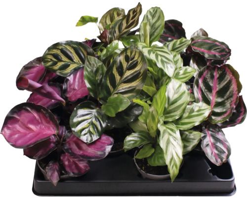 Kalatea FloraSelf Calathea výška cca 12 cm kvetináč Ø 6 cm 1 ks, rôzne druhy