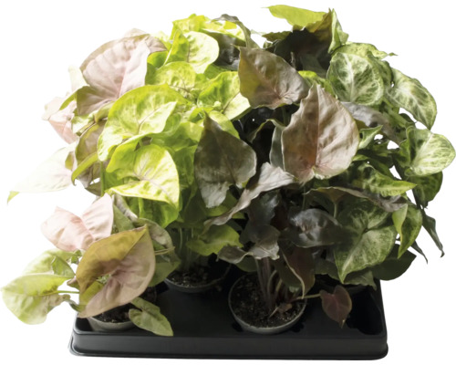Syngónium mix FloraSelf Syngonium výška cca 12 cm kvetináč Ø 6 cm 1 ks, rôzne druhy Sortiment izbových rastlín Syngonium na doske
