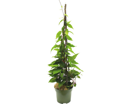 Popínavá rastlina v kvetináči s oporou