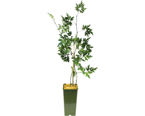 Rastlina v kvetináči