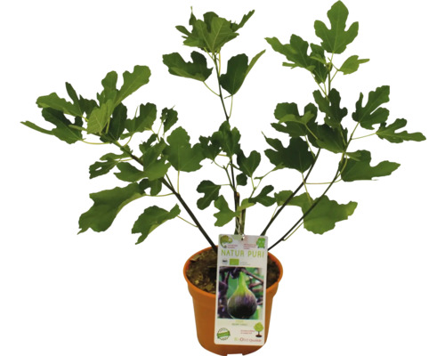 Figovník v kvetináči s etiketou