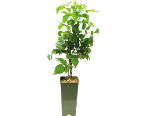 Rastlina maliny v kvetináči