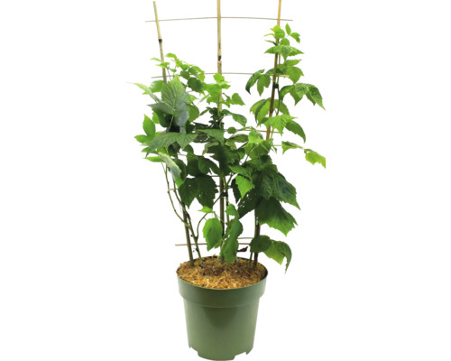 Malina v kvetináči s oporou