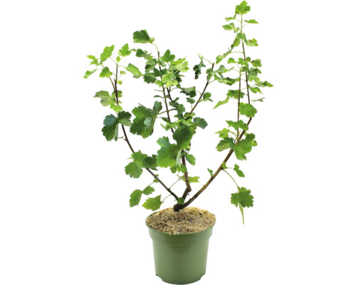 Ríbezľa v kvetináči so zelenými listami