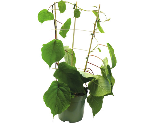 Rastlina kiwi v kvetináči s podperou