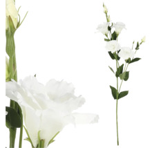 Dekoratívna vetva lisianthus s bielymi kvetmi