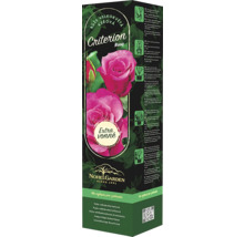 Balenie kríkovej ruže Criterion Rosa