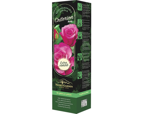 Ruža kríková veľkokvetá Fragrant Criterion